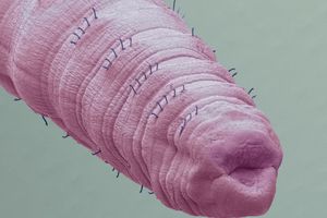 Tubifex tubifex