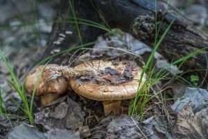 Krowiak podwinięty to śmiertelnie trujący grzyb. Jak go rozpoznać?