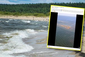 Foki nad Bałtykiem