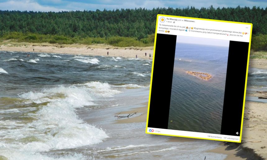 Foki nad Bałtykiem