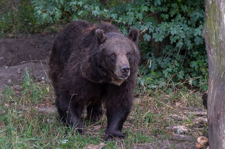 Kolejny atak niedźwiedzia na Słowacji