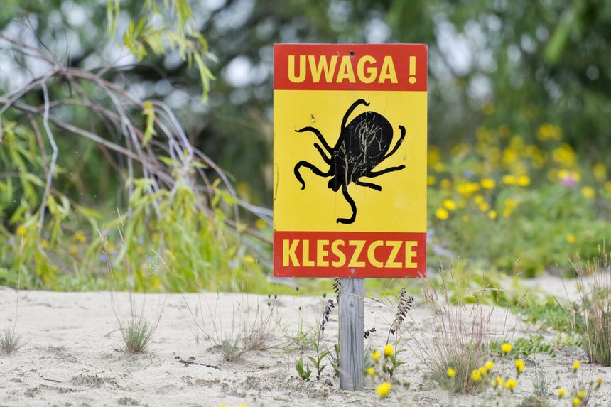 Uwaga kleszcze