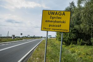 Zgnilec amerykański pszczół