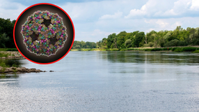 Ralstonia solanacearum w Odrze