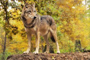 Jesienią w lasach można spotkać najwięcej wilków