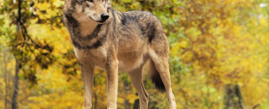 Jesienią w lasach można spotkać najwięcej wilków