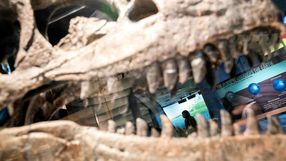 Kanada. Naukowcy odkopali ogromną czaszkę dinozaura