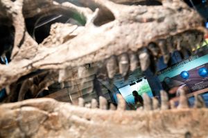 Kanada. Naukowcy odkopali ogromną czaszkę dinozaura