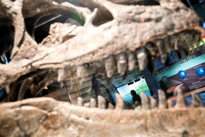Kanada. Naukowcy odkopali ogromną czaszkę dinozaura