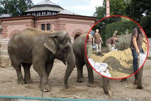 Słonie w ZOO Wrocław 