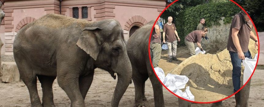 Słonie w ZOO Wrocław 