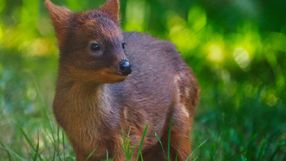 Pudu