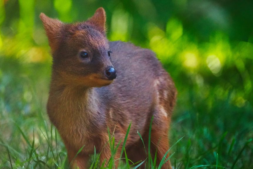 Pudu