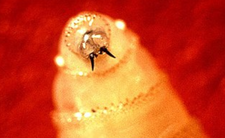 Larwa muchy śrubowej Cochliomyia hominivorax