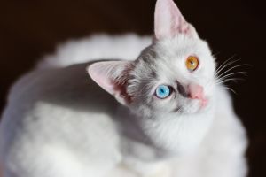 Od kiedy zwierzęta rozróżniają kolory? Badanie