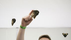 Naukowcy udokumentowali najdłuższą podróż motyli