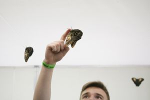 Naukowcy udokumentowali najdłuższą podróż motyli