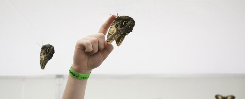 Naukowcy udokumentowali najdłuższą podróż motyli