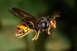 szerszeń azjatycki Vespa velutina