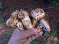 Grzyby gąska sosnowa matsutake 