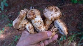 Grzyby gąska sosnowa matsutake 