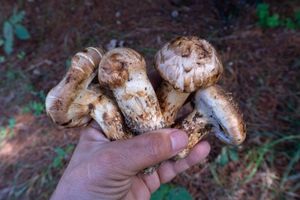 Grzyby gąska sosnowa matsutake 