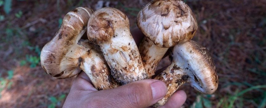 Grzyby gąska sosnowa matsutake 