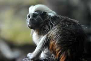 Tamaryna białoczuba