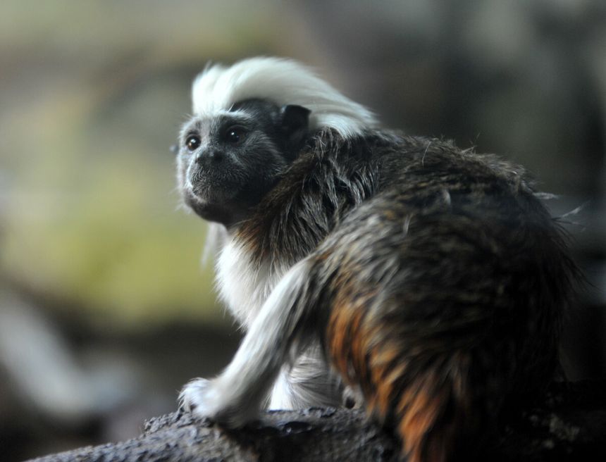 Tamaryna białoczuba