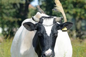Choroba niebieskiego języka rozprzestrzenia się w Europie