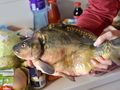 Karp