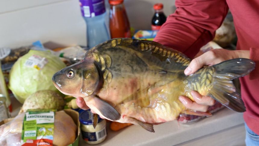 Karp