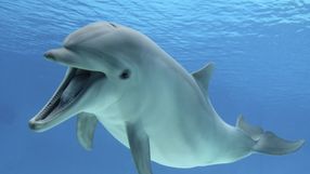 delfin