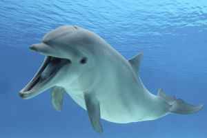 delfin
