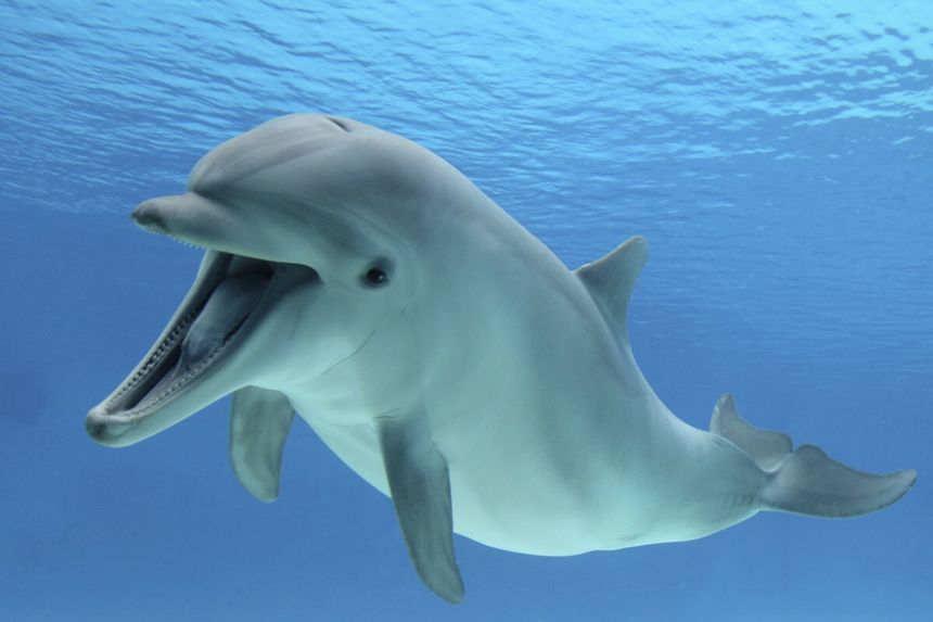 delfin