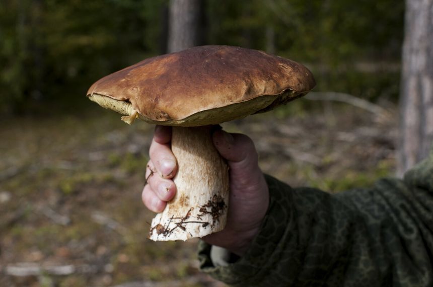 Borowik