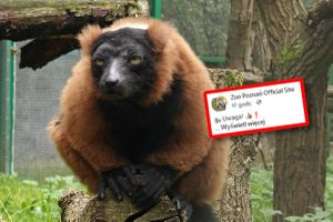 Lemur