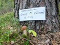 Rezerwacja grzybów w lesie