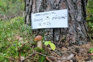 Rezerwacja grzybów w lesie