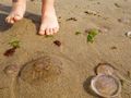 Meduzy