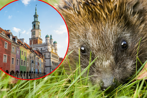 Jak pomóc jeżom?