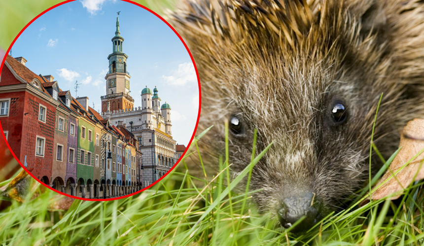 Jak pomóc jeżom?