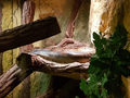 ZOO Płock