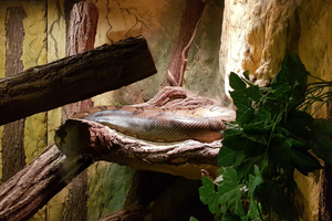 ZOO Płock