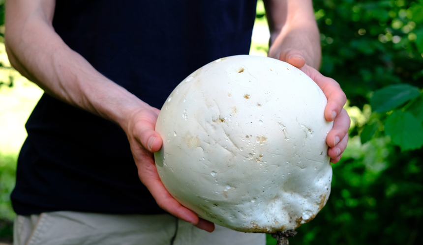 Czasznica olbrzymia