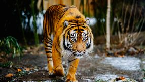 Wrocławskie Afrykarium opublikowało nietypowe ogłoszenie