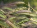 Jęczmień płonny