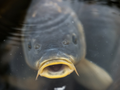 karp 