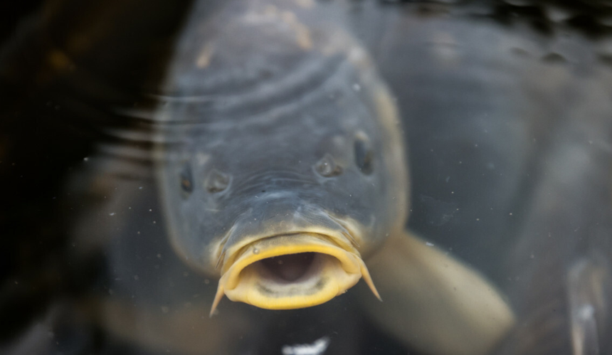 karp 
