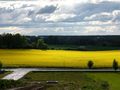 Rzepak zakwitł wyjątkowo wcześnie